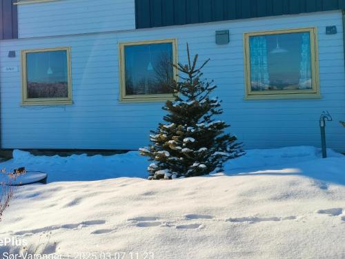 a christmas tree in the snow in front of a house at Tusenvik in Høybukt