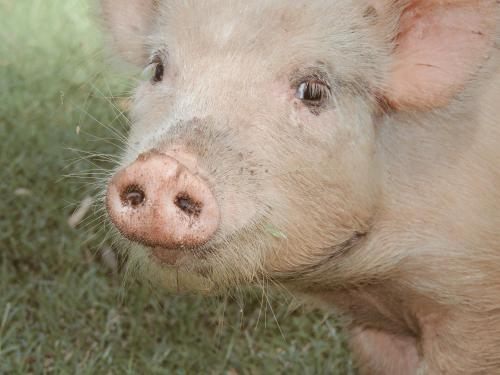 a close up of a pig standing in the grass at The Wild Olive Sanctuary Accommodation in Paterson