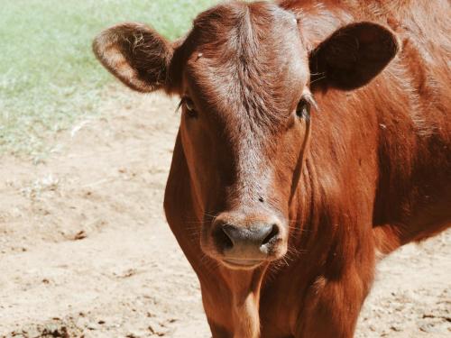 a brown cow is standing in the dirt at The Wild Olive Sanctuary Accommodation in Paterson