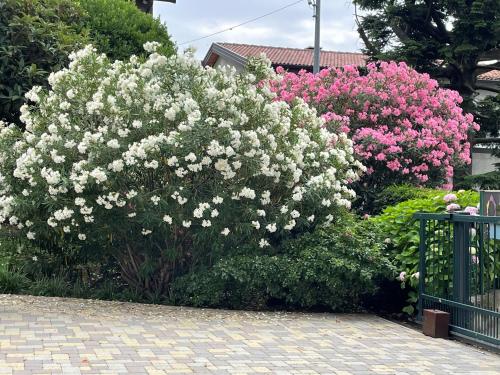a bush of white and pink flowers next to a fence at Bed & Breakfast L'Albero Maestro in Borgofranco dʼIvrea