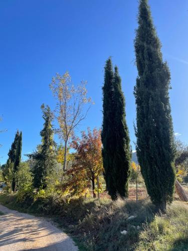 a row of cypress trees on the side of a road at Maset del Riu in Valderrobres