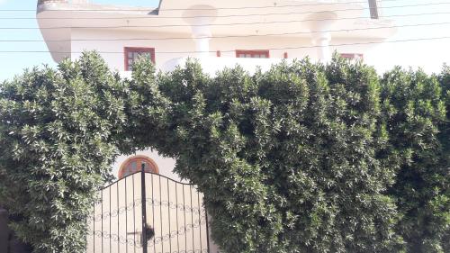 الاقصر البر الغربي امام معبد هابو