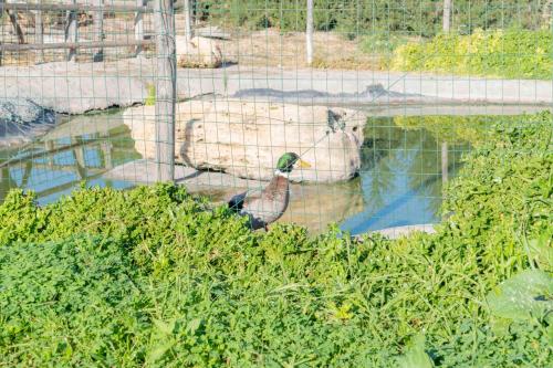 Άλλα ζώα σε αυτή η παραθεριστική κατοικία ή στη γύρω περιοχή
