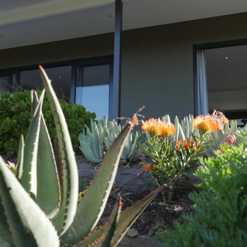a group of succulent plants in front of a building at denBosch Cottages in Rheenendal