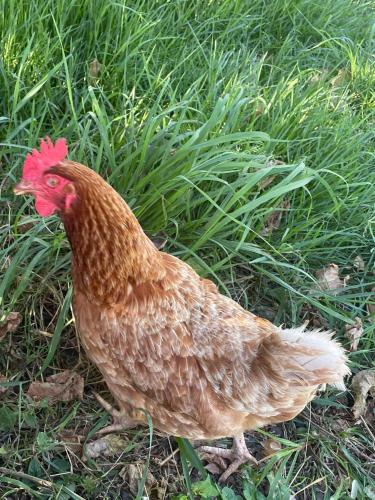 Animales en la casa vacacional o alrededores