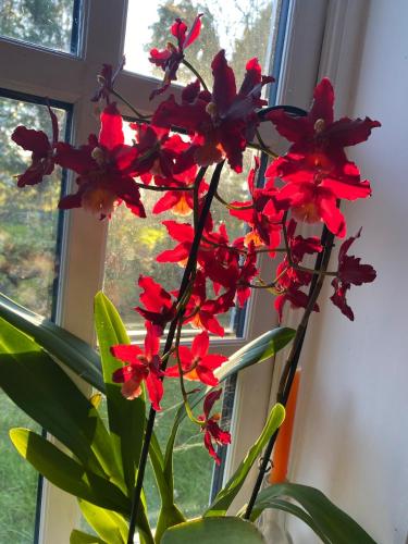 a red flower in a vase next to a window at The Den at Husthwaite Gate in Husthwaite