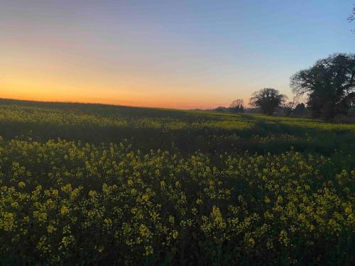 a field of yellow flowers with the sunset in the background at The Den at Husthwaite Gate in Husthwaite