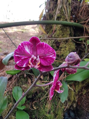 a purple flower is growing on a rock at Naturaleza, Flora y Fauna in Los Altos de Cerro Azul