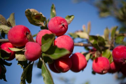 a bunch of red apples on a tree branch at Landhaus Aigner in Allhartsberg