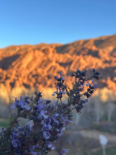 a bunch of purple flowers with a mountain in the background at Canyon Dades Guest House in Akedim Msemrir