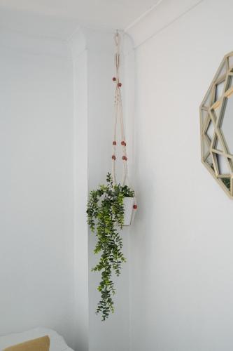 a plant hanging from a white wall at Kilmallie House in Caol