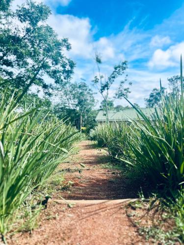 a dirt path through a field with plants at The Windmill Country Retreat in Hazyview