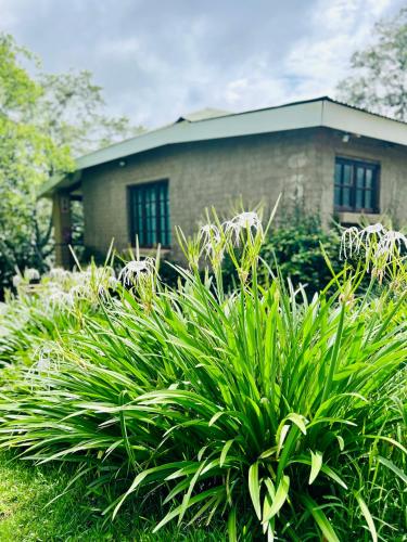 a house with a plant in front of it at The Windmill Country Retreat in Hazyview