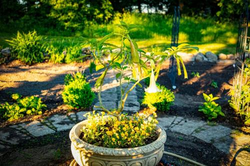 a large pot with a plant in a garden at Herrenhaus Brookhusen nahe Rostock & Ostsee in Benitz