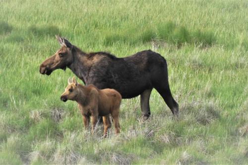 a horse and a baby horse standing in a field at Gorgeous Aspen Condo By Lift Ski In out Parking in Aspen