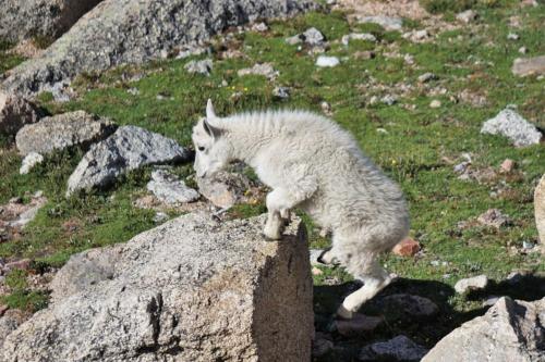 a baby goat is standing on a rock at Gorgeous Aspen Condo By Lift Ski In out Parking in Aspen