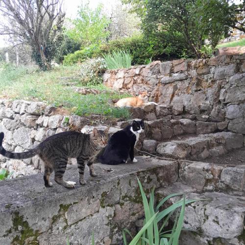 Domácí mazlíčci ubytovaní s hosty v ubytování Gîte MANDRA chez gîtes QUE CANTA