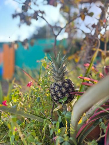 a pineapple growing on a plant in a garden at La Casona Espacio Bonito in Zapatoca