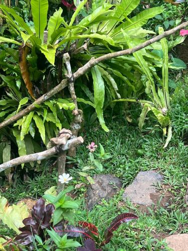a bunch of plants with a branch in the grass at The Lookout Cabin in Pupuan Tabanan Bali in Tabanan