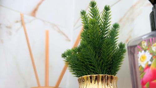 a vase with a pine tree in it at Casa em Aparecida 300m2 próximo ao Santuário Nacional in Aparecida