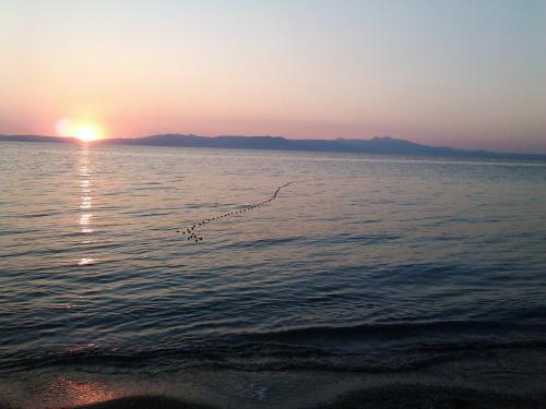 a flock of birds flying over the water at sunset at Apartments Zoumperi in Nea Makri