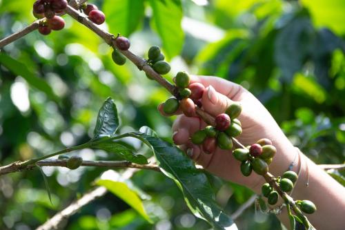 a hand holding a bunch of coffee beans on a tree at Vespertino Ecohotel Glamping in Vergara