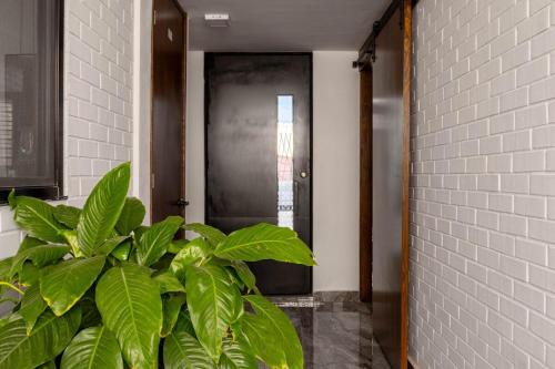 a hallway with a plant in front of a door at Depa céntrico, moderno y acogedor con terraza in Matehuala