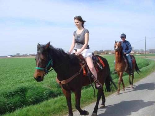 Tiere im Bed & Breakfast oder in der Nähe