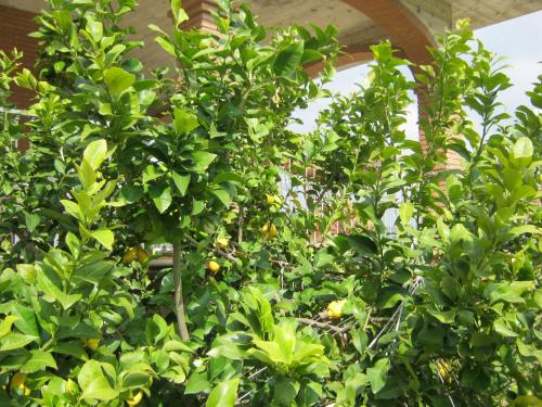 a group of green trees with oranges on them at Mimì e Cocò Country House in Ascoli Piceno
