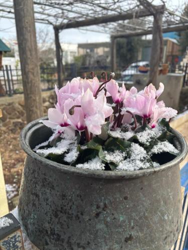a potted plant with snow in a pot at סוויטת לורד הרמיטאז' בגולן in Bruchim Qela' Alon