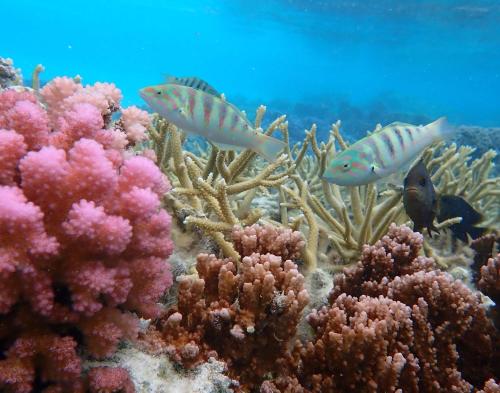 a group of fish on a coral reef at Conrad Bora Bora Nui in Bora Bora