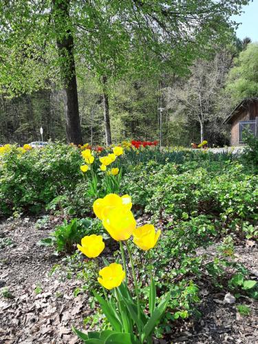 a field of yellow flowers in a garden at FeWo Fink in Regen