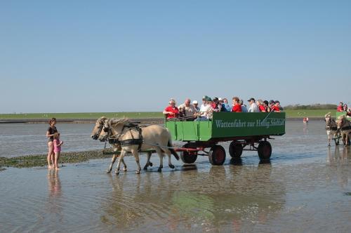
a herd of cattle crossing a muddy river at Hotel-Restaurant England in Nordstrand
