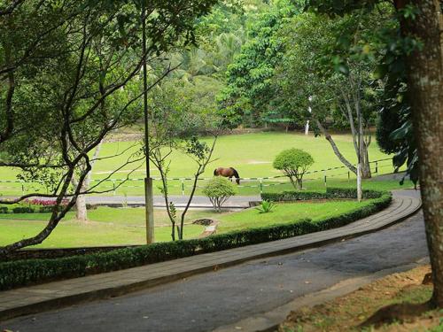 a horse grazing in a park with a road at inselor Horses in Kegalle