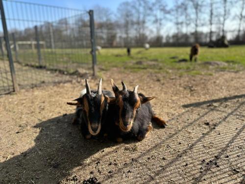 two goats laying on the ground in a field at Touch of Yellow in Gramsbergen