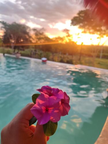 a person holding a pink flower in front of a pool at Luxux Ferienwohnung Indepedencia Casa Blanca No.3 in Independencia