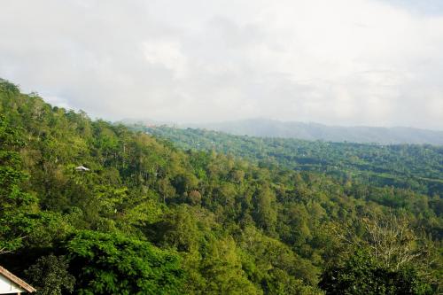 a view of a forest of trees on a hill at The Kayuan in Kintamani