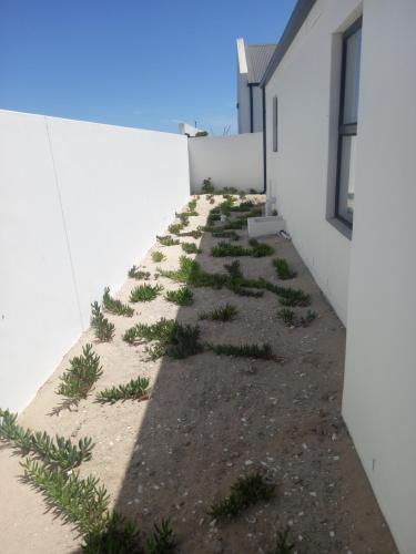 a row of plants on the side of a building at Atlantic Sands Beachfront Estate in Velddrif