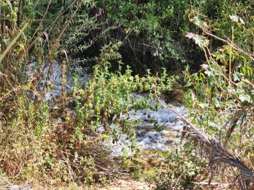 a stream of water in a field with plants at צימר בגליל in Qiryat Shemona