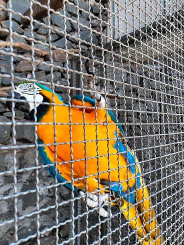 ホテルの敷地内または近くにいる動物