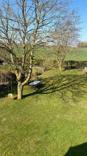 a tree in the middle of a grassy field at L’hirondelle du Faubourg in Saudemont