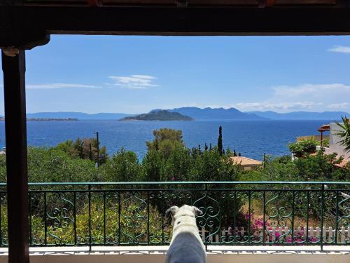 a dog standing on a balcony looking out at the water at Aegina Breeze House in Aegina Town