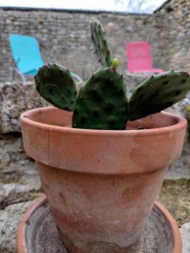 a green cactus in a pot on a table at La petite maison de poncho in Le Blanc
