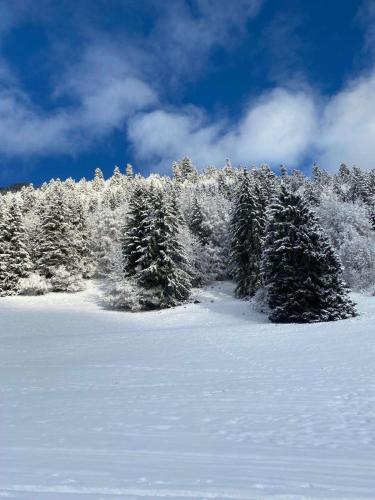 a group of trees with snow on them at Studio for 2 people with parking in Vionnaz