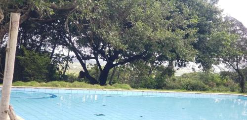 an empty swimming pool with trees in the background at FAZENDA BOSQUE DAs PALMEIRAS in Itamaracá