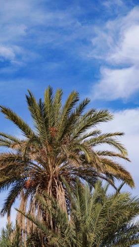 Fotografie z fotogalerie ubytování Sahara Escape tours v destinaci Mhamid
