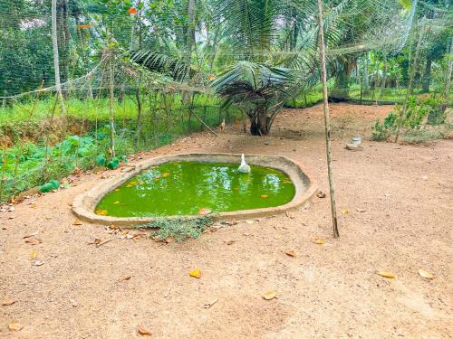 a bird sitting in a small pond in the dirt at Amandawa Eco in Gampaha
