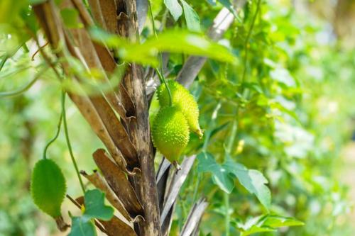 a bunch of green fruit on a tree at Amandawa Eco in Gampaha
