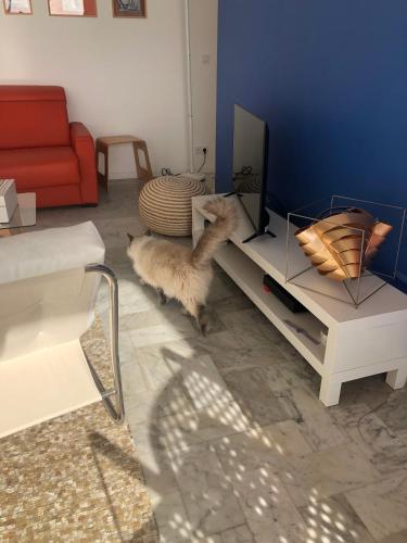 - un chien debout dans un salon donnant sur une télévision dans l'établissement La plage d'Ugo, à Mauguio
