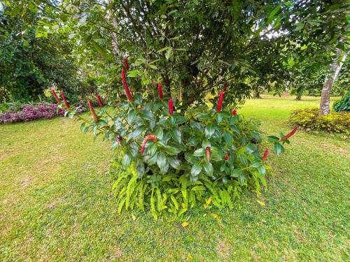 a plant with red flowers in the grass at Amandawa Eco in Gampaha